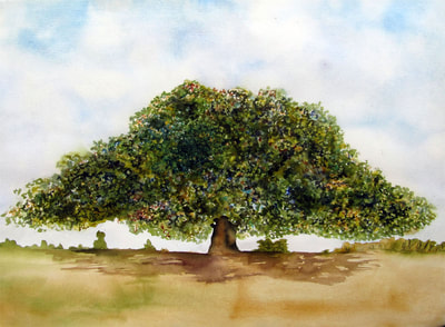 Bonny Doon, oak tree, landscape, Santa Cruz County, watercolor